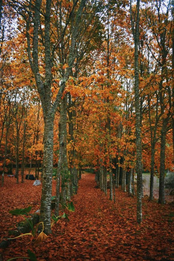 Quinta Das Fontes - Alojamento Rustico Local E Turismo Rural Sao Pedro do Sul Ngoại thất bức ảnh
